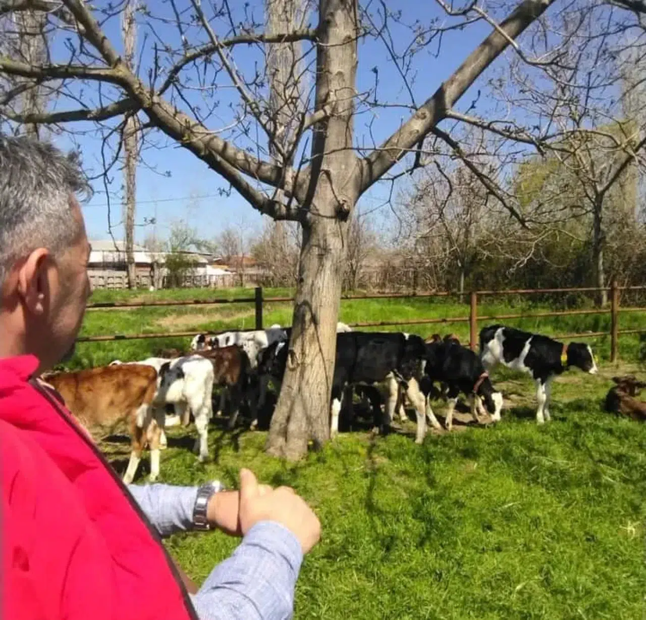 İLKAY ŞİMŞEK: ŞAP HASTALIĞI ÖNLENMEZSE HAYVANCILIK BİTECEK