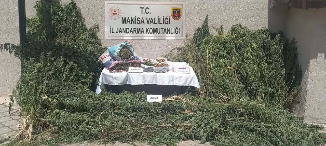Jandarmadan yasa dışı kenevir operasyonu