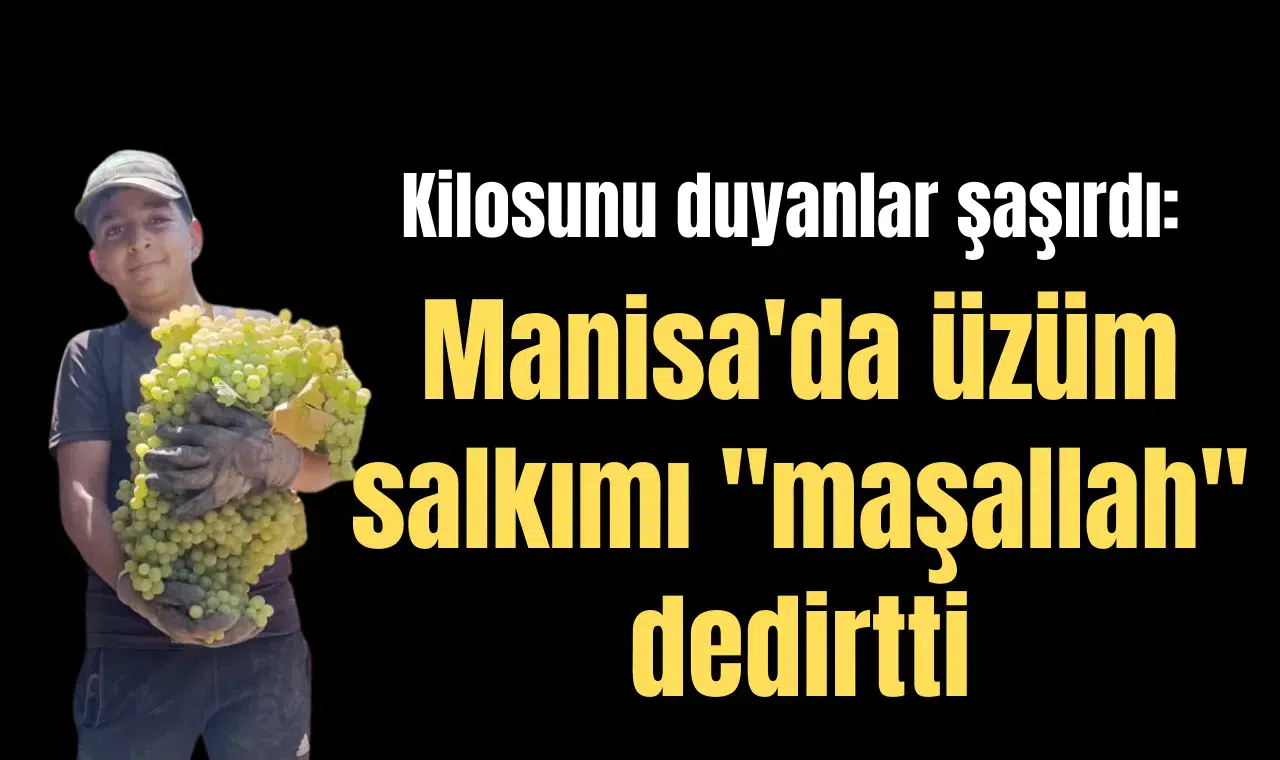 Kilosunu duyanlar şaşırdı: Manisa'da üzüm salkımı "maşallah" dedirtti