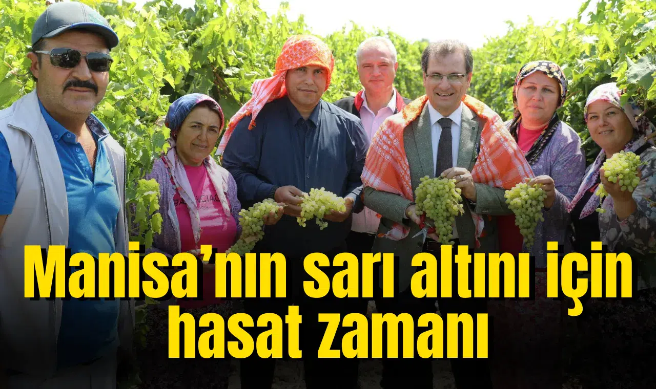 Manisa’nın sarı altını için hasat zamanı