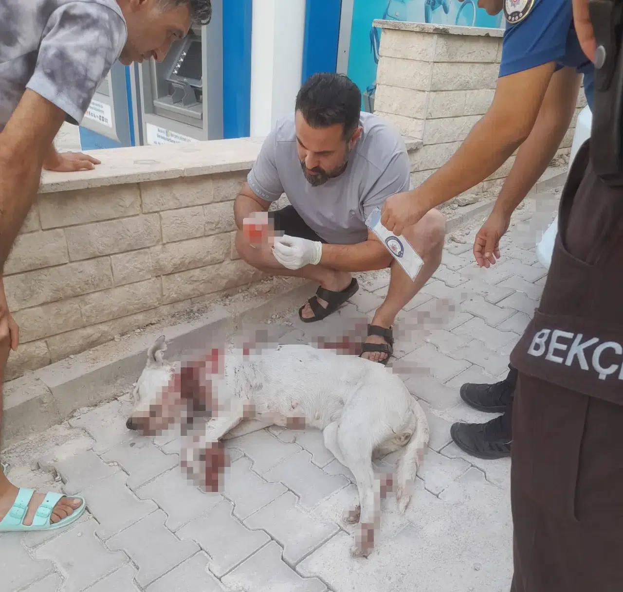 Köpeği öldüren o cani tutuklandı