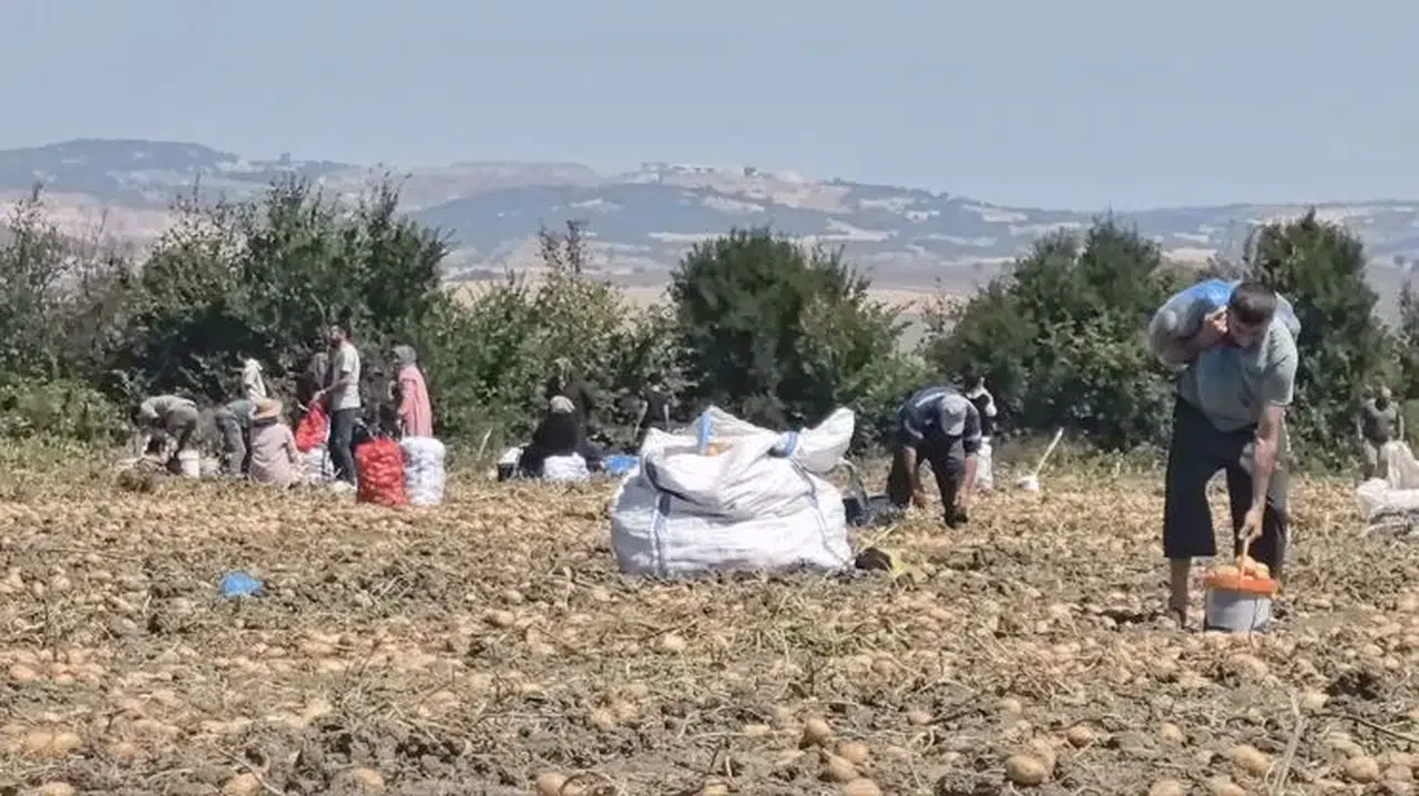 Patates tarlasındaki ürünleri ücretsiz dağıttı: Sebebi can sıkıcı