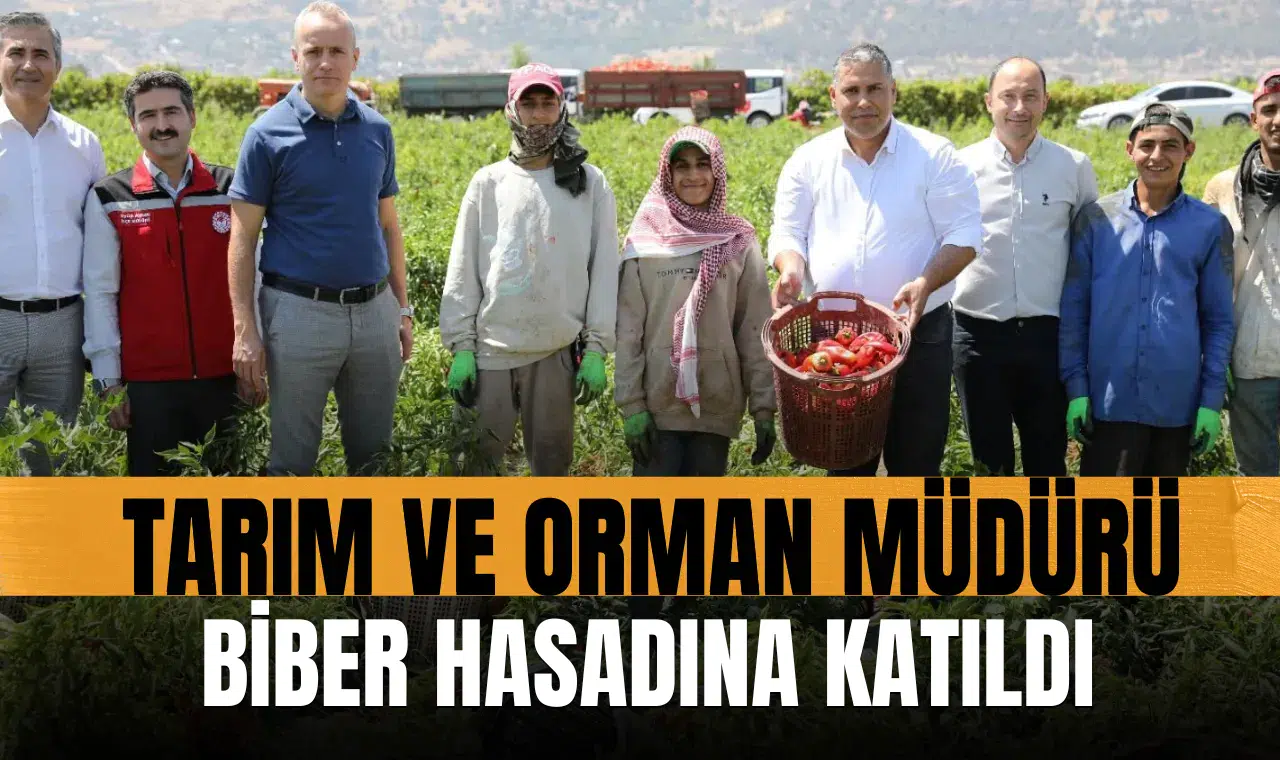 Tarım ve Orman Müdürü biber hasadına katıldı