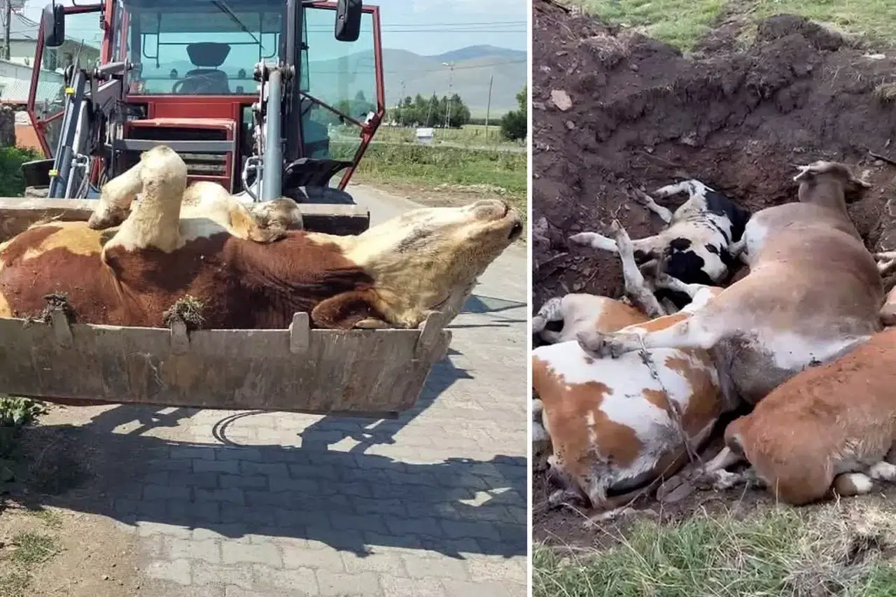 Büyükbaş hayvancılık tehlikede! Ölümler korkunç boyuta ulaştı!