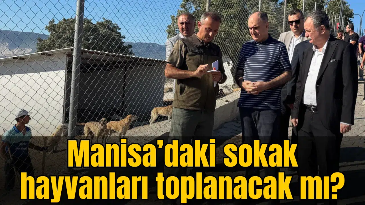 Manisa’daki sokak hayvanları toplanacak mı?