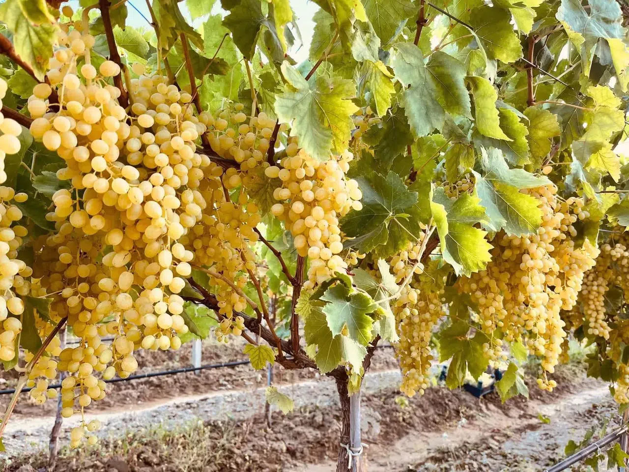 Manisa'da üzüm mesaisi hız kesmeden devam ediyor
