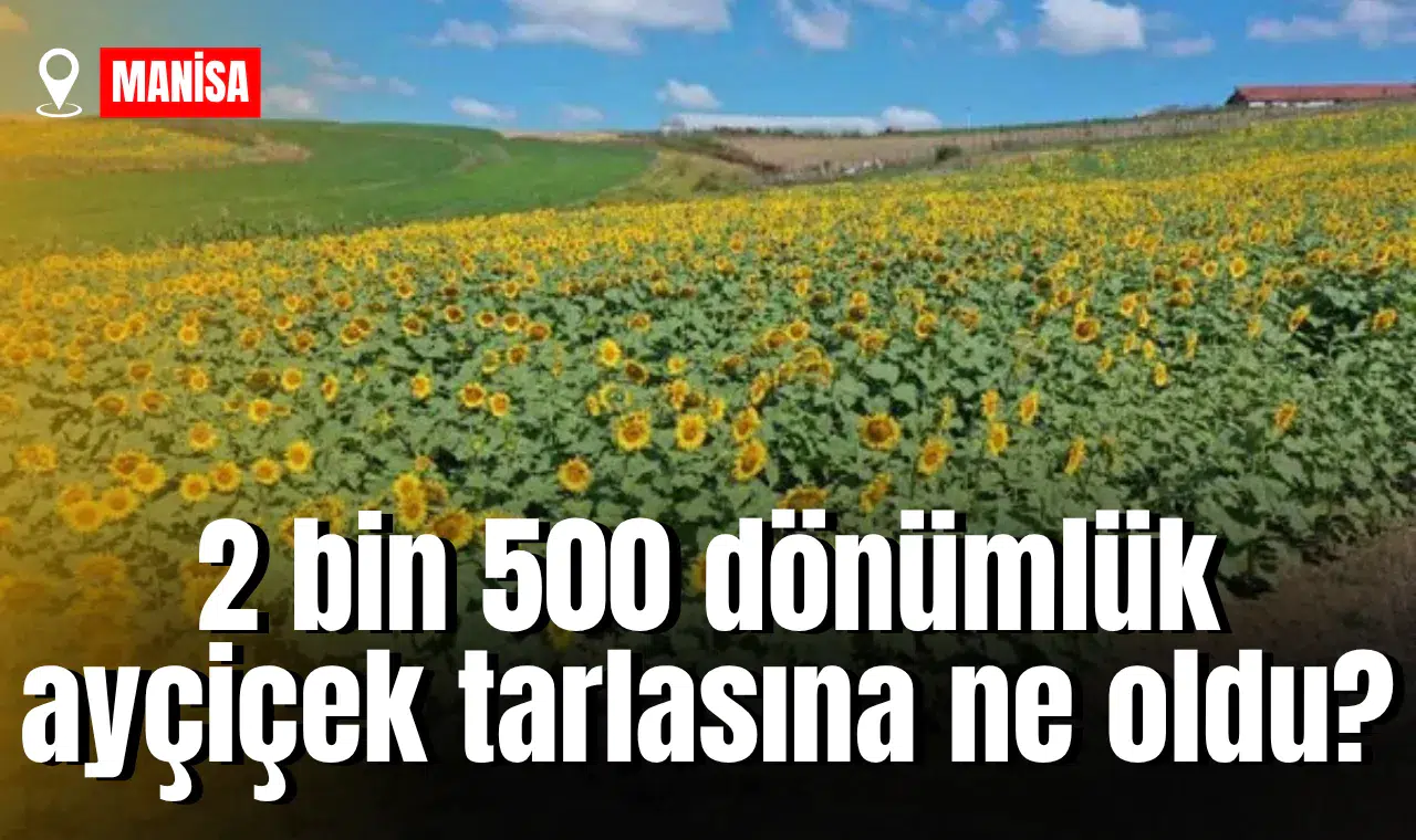 2 bin 500 dönümlük ayçiçek tarlasına ne oldu?
