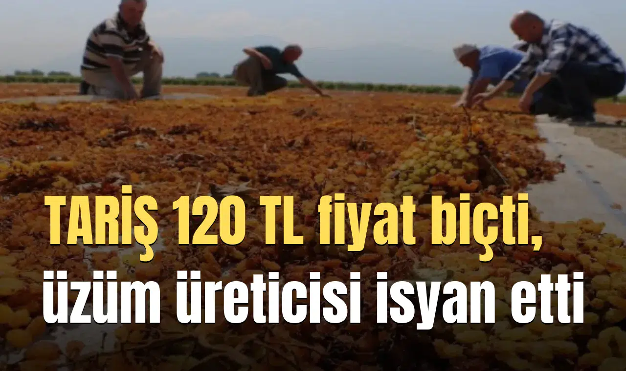 TARİŞ 120 TL fiyat biçti, üzüm üreticisi isyan etti
