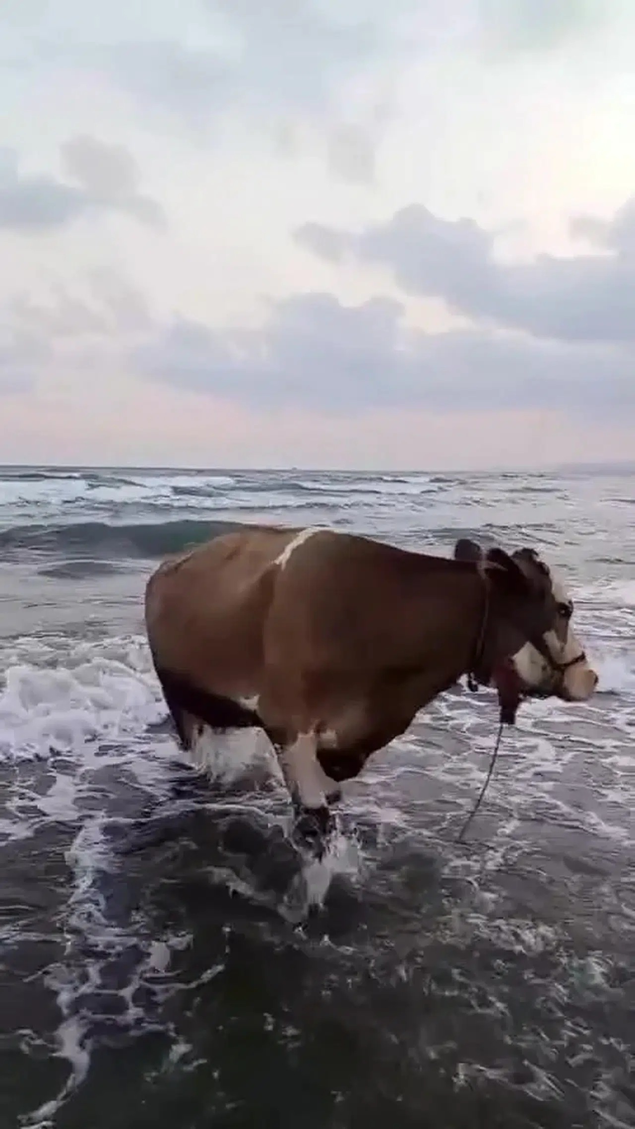 İneğin deniz sefası görenleri tebessüm ettirdi