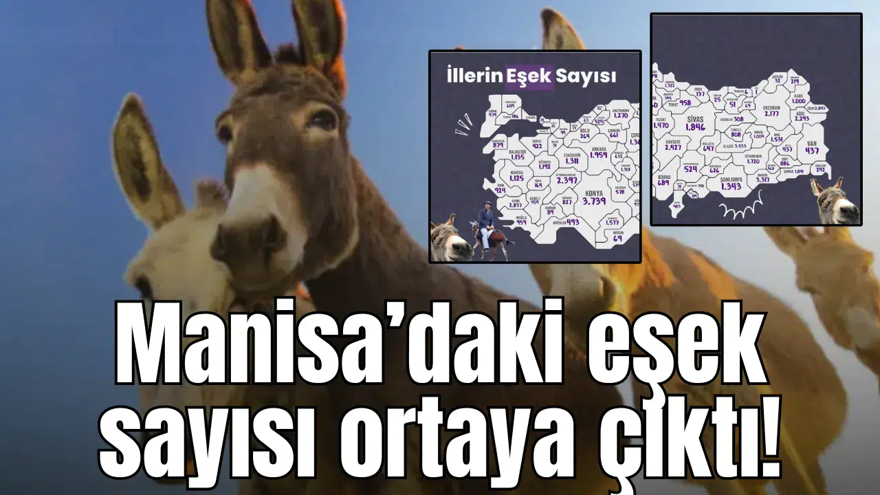 Manisa’daki eşek sayısı ortaya çıktı!