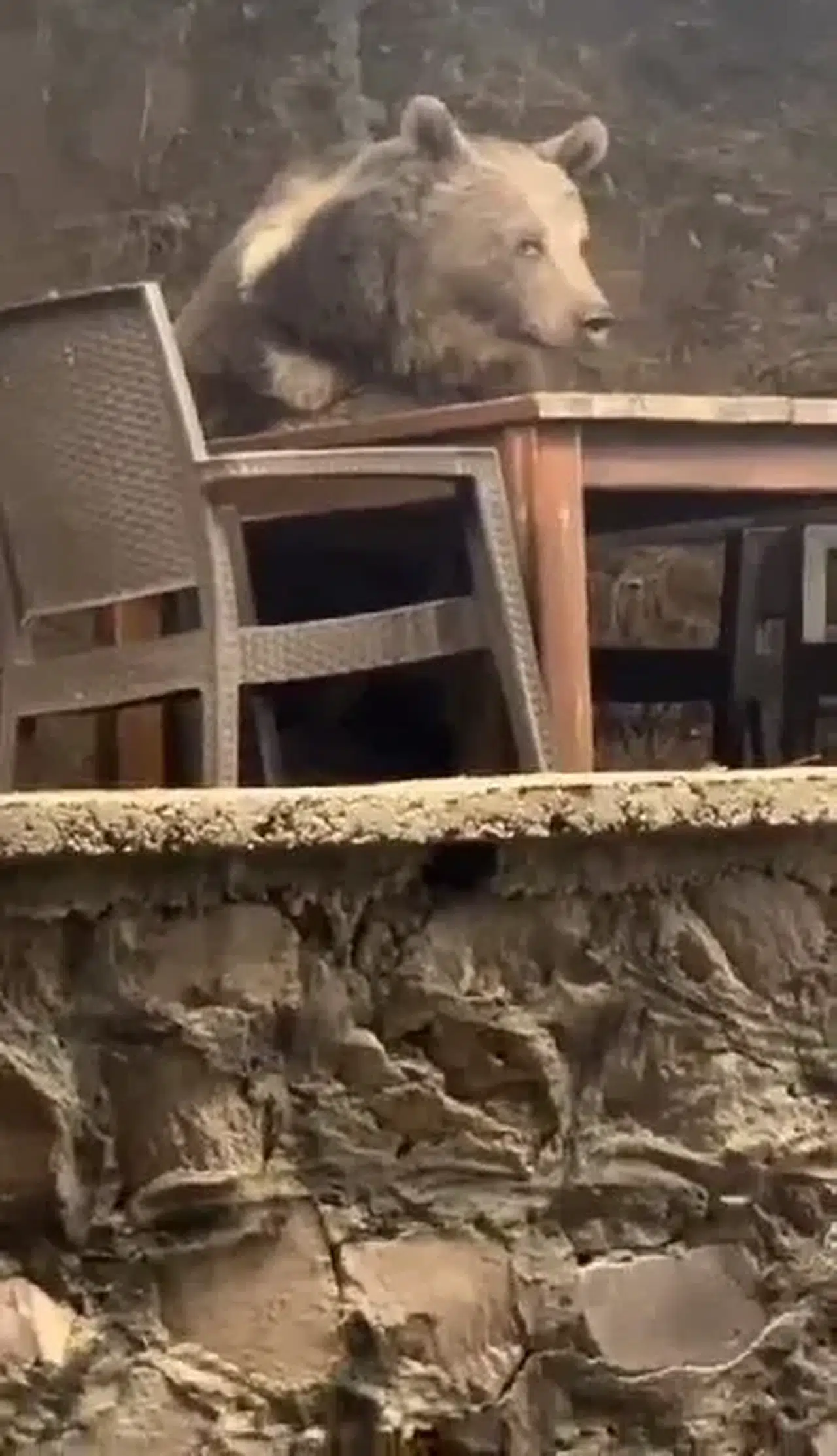 Lokantaya giren ayının yaptığı yüz güldürdü