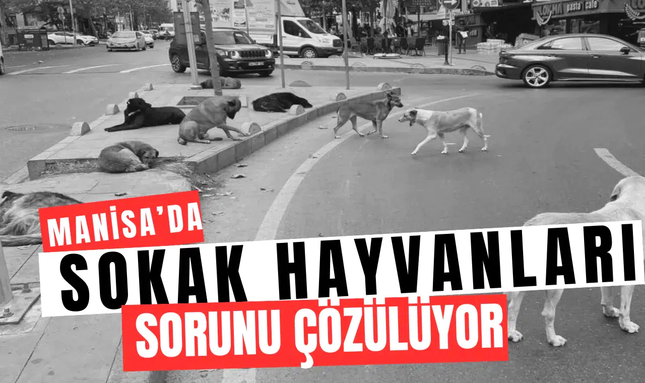 Manisa’da sokak hayvanları sorunu çözülüyor: Tarih bile verildi