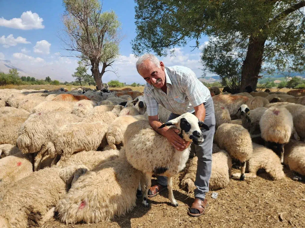 Aylık 130 bin liraya çalışacak çoban bulamıyor