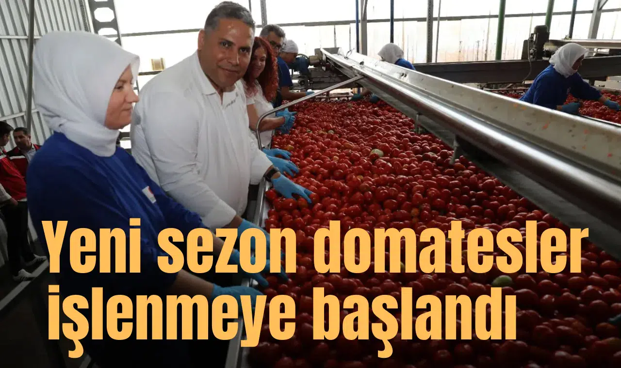 Yeni sezon domatesler işlenmeye başlandı