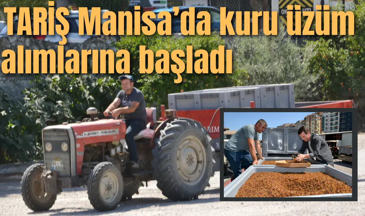 TARİŞ Manisa’da kuru üzüm alımlarına başladı