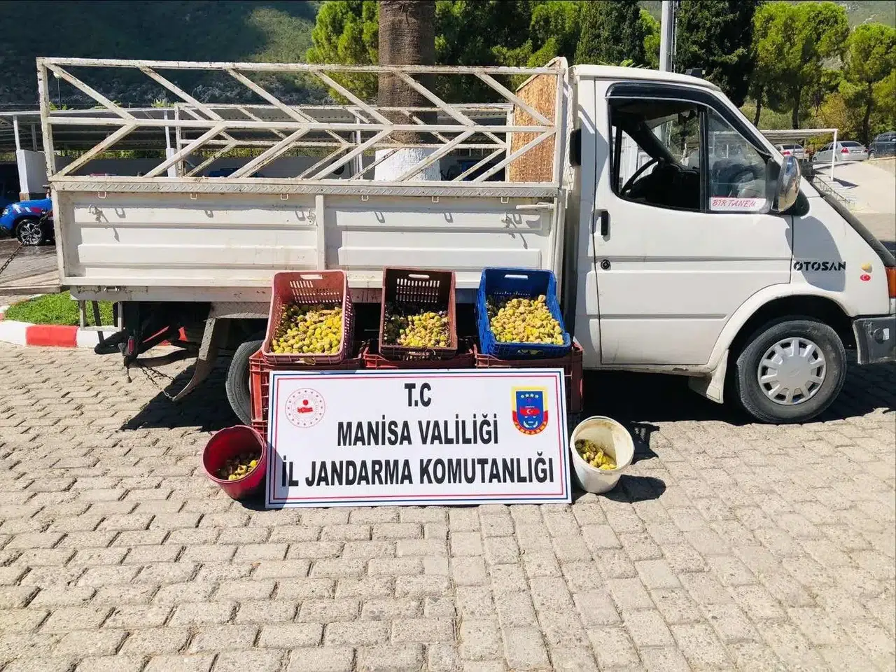 Manisa'da jandarmadan incir hırsızına suçüstü