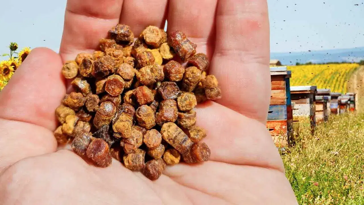 Bir zamanlar çöpe atıyorduk! Şimdi kilosu 4 bin TL ediyor