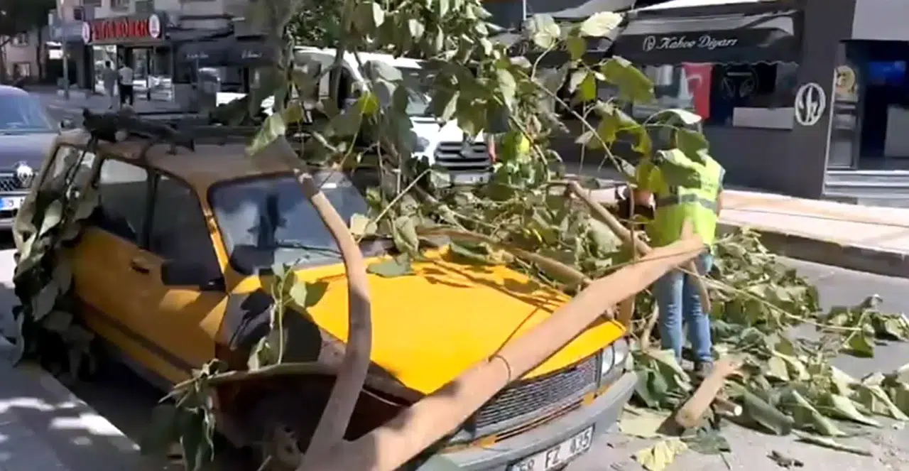 Park halindeki aracın üstüne ağaç düştü