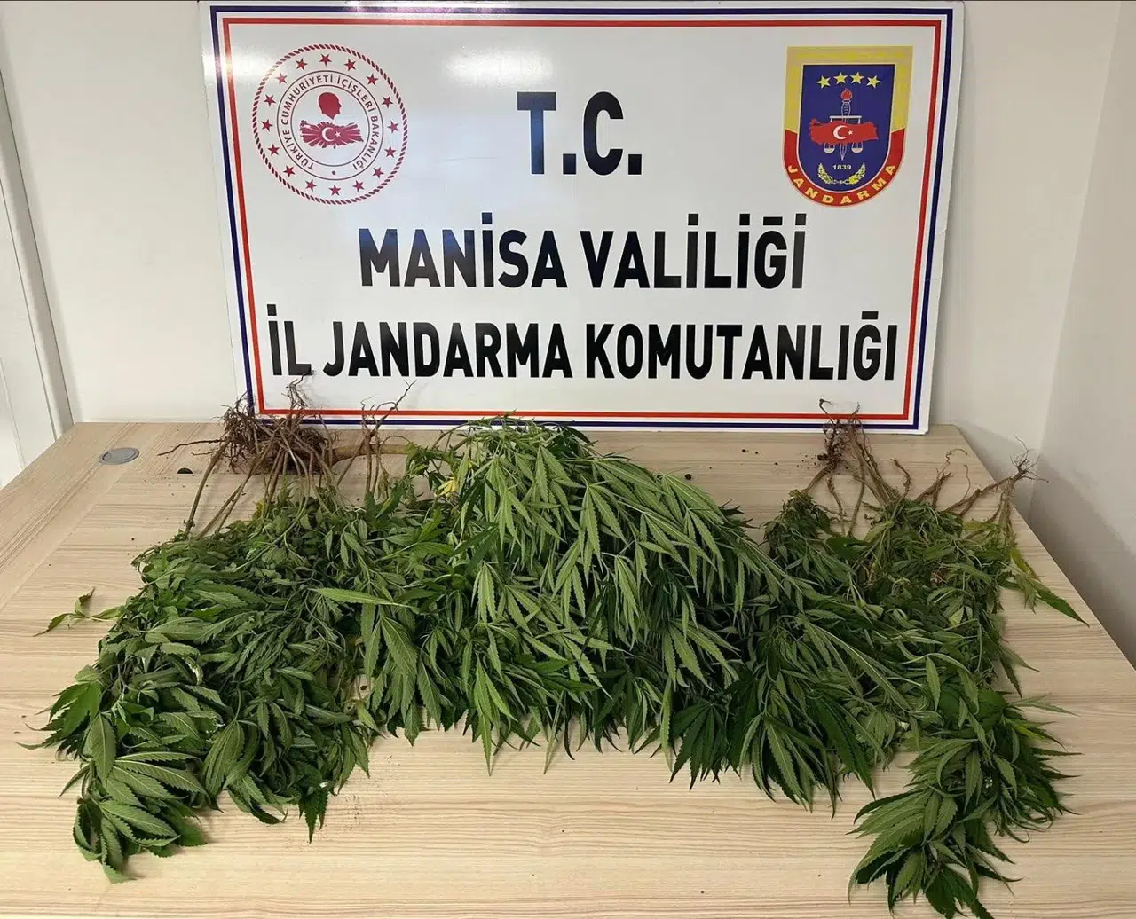 Manisa'da jandarmadan kenevir avı