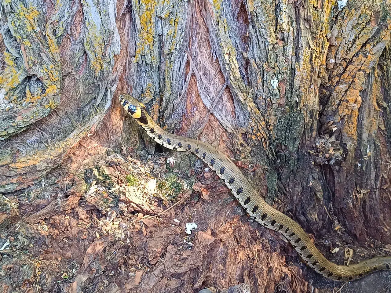Küpeli su yılanını görenler telefonuna sarıldı