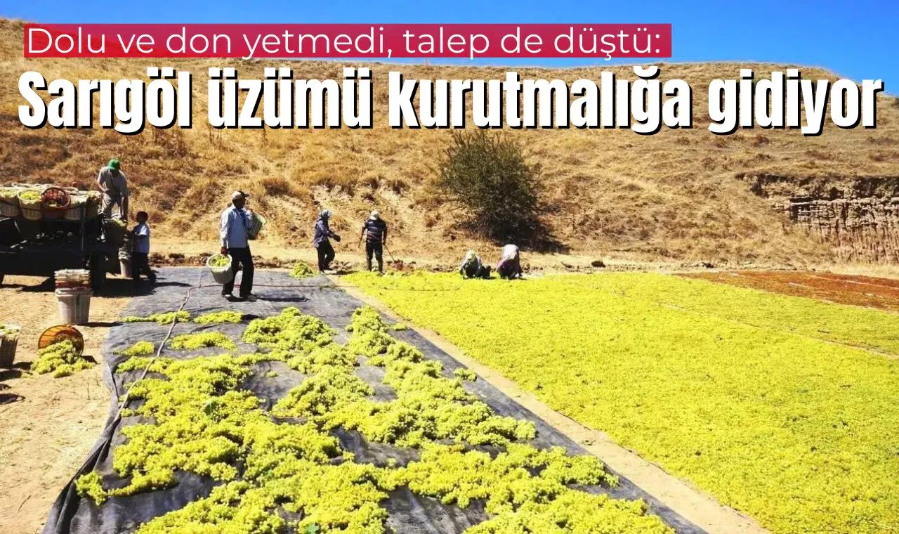 Dolu ve don yetmedi, talep de düştü: Sarıgöl üzümü kurutmalığa gidiyor