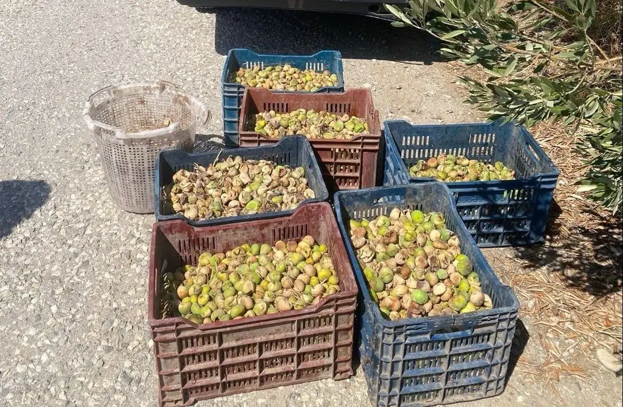 Manisa'da incir hırsızlarına suçüstü