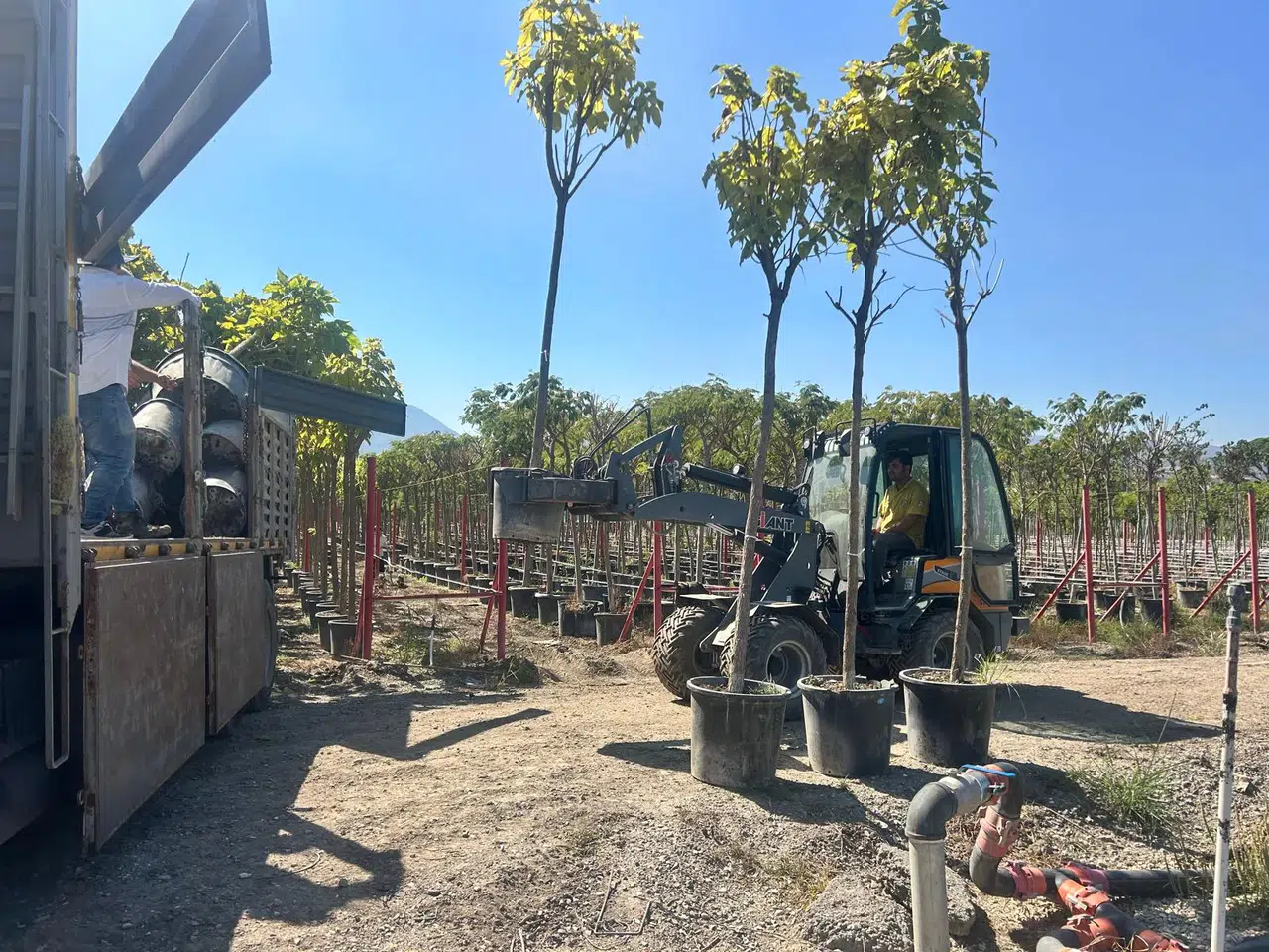 Muradiye Orman Fidanlığında üretilen fidanlar Ankara'da dikilecek