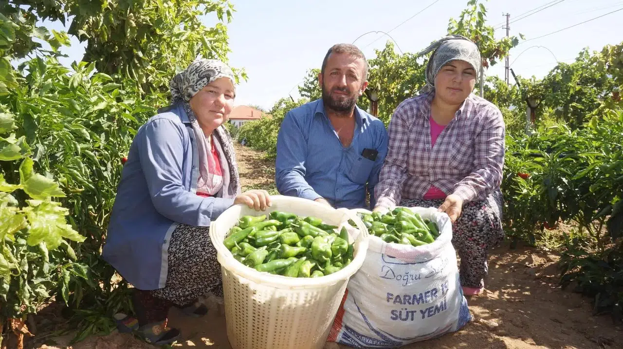 Emcelli biberlerinin üretimi yok olma noktasına geldi