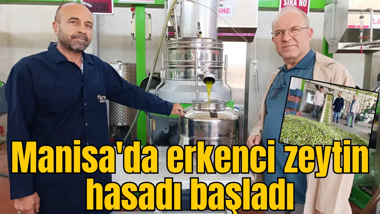 Manisa'da erkenci zeytin hasadı başladı
