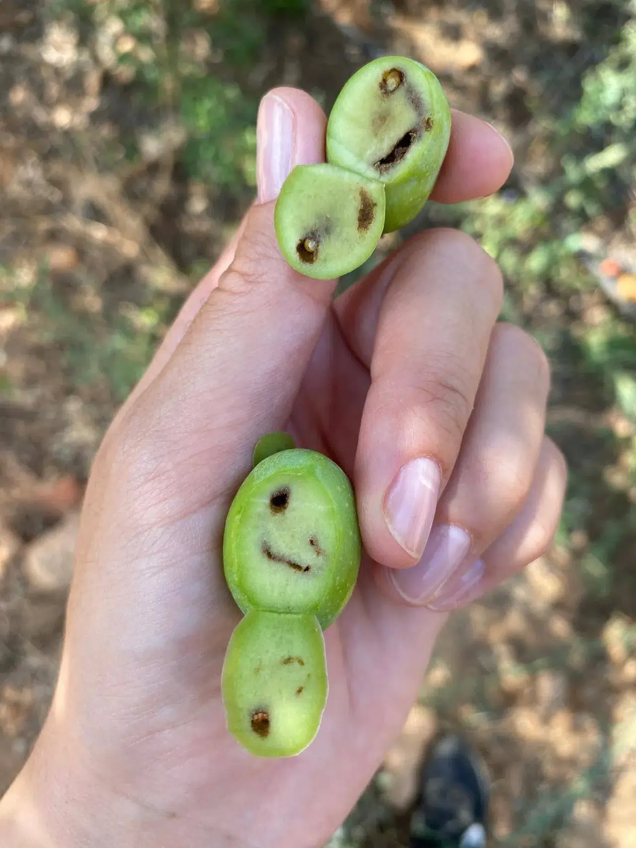 Üreticilere zeytin sineği uyarısı