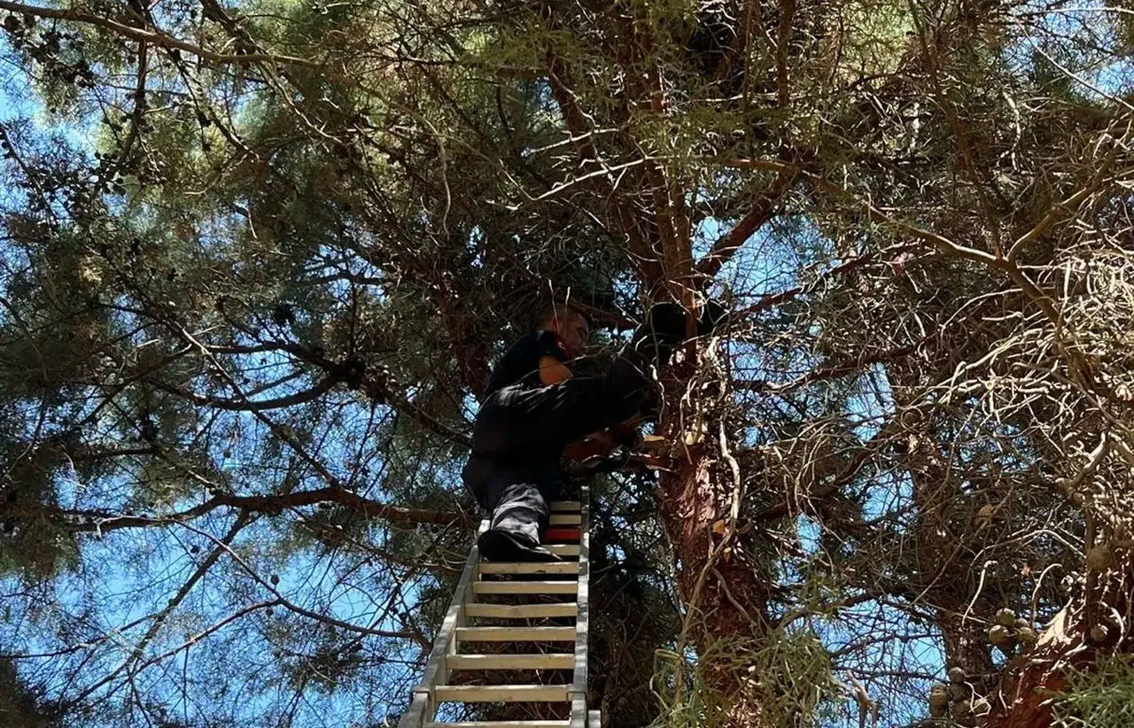 Ağaçtan inemeyen kedinin imdadına itfaiye ekipleri yetişti