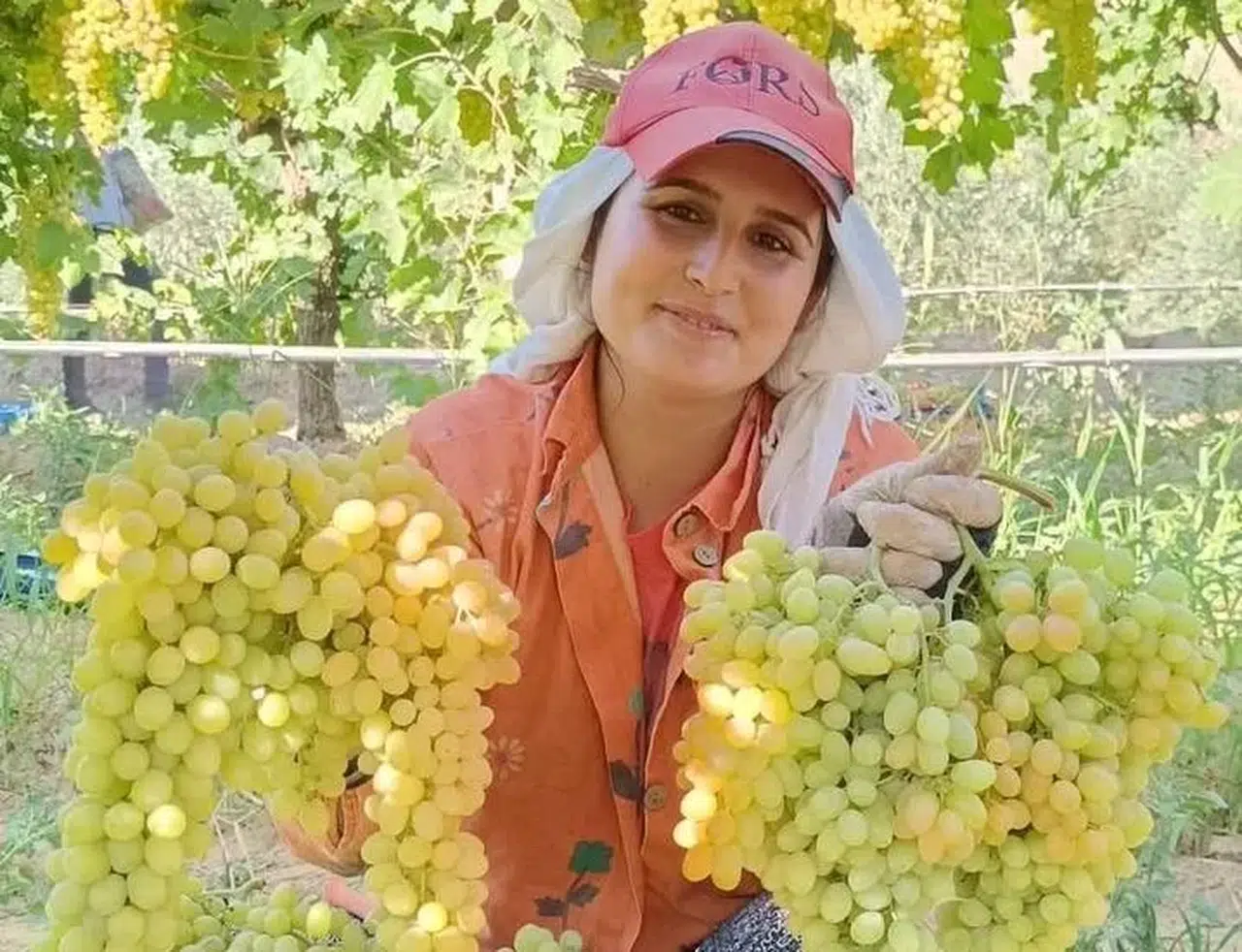 Manisa'nın üzümü şifa saçıyor