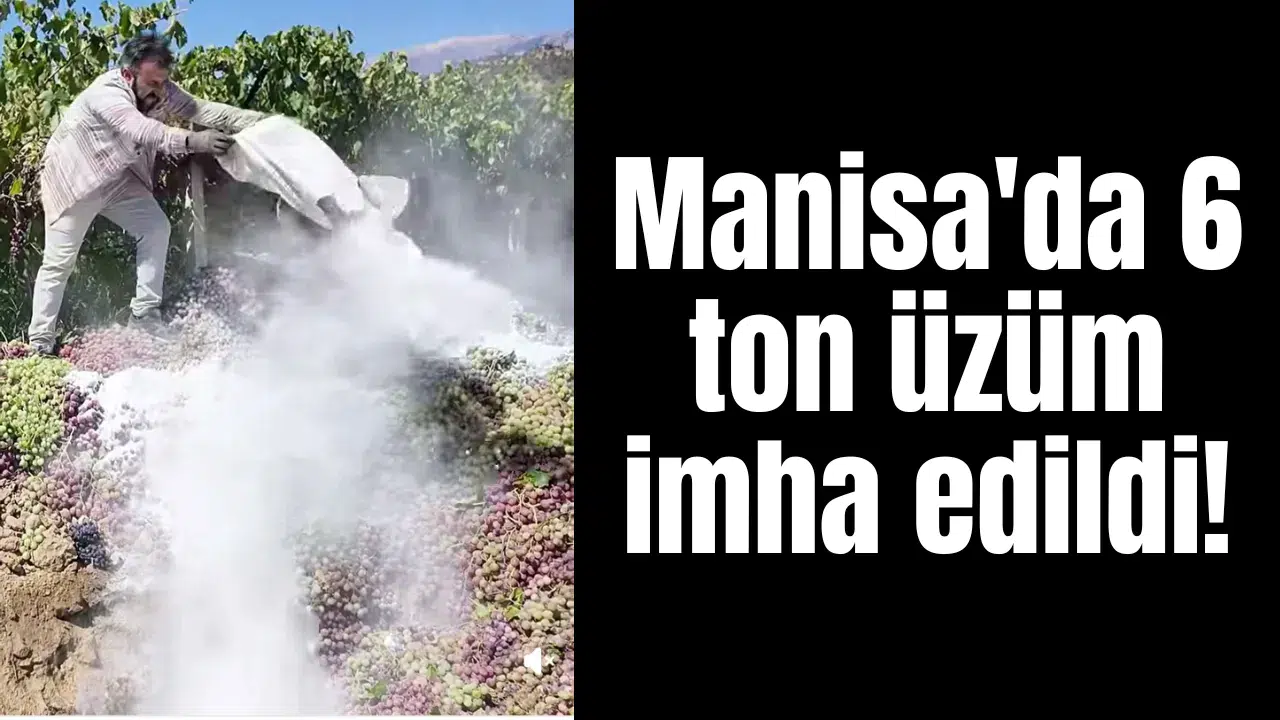 Manisa'da 6 ton üzüm imha edildi