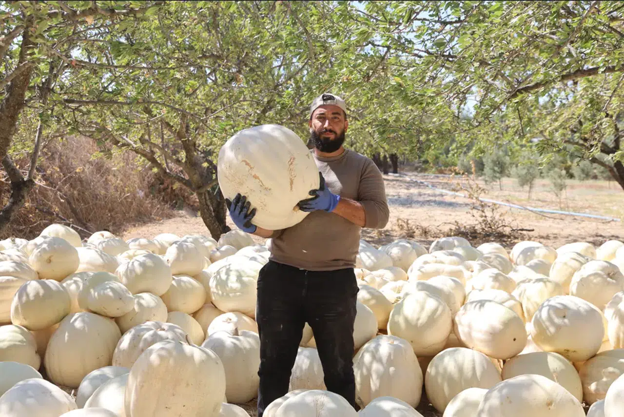 Tescilli kabak hasadı başladı