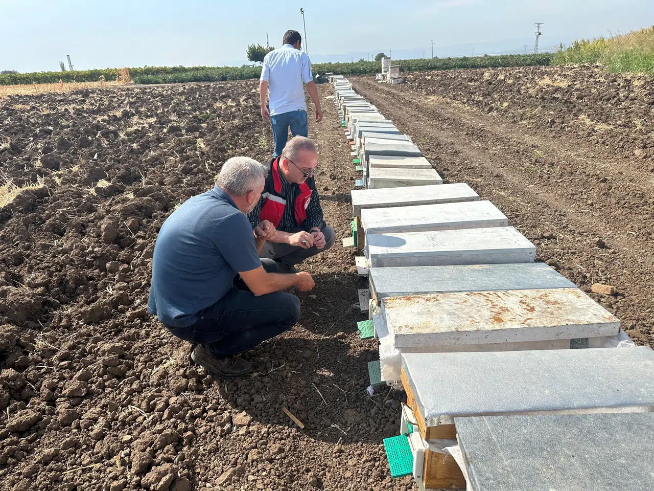 Manisa'da arı ölümleri incelendi