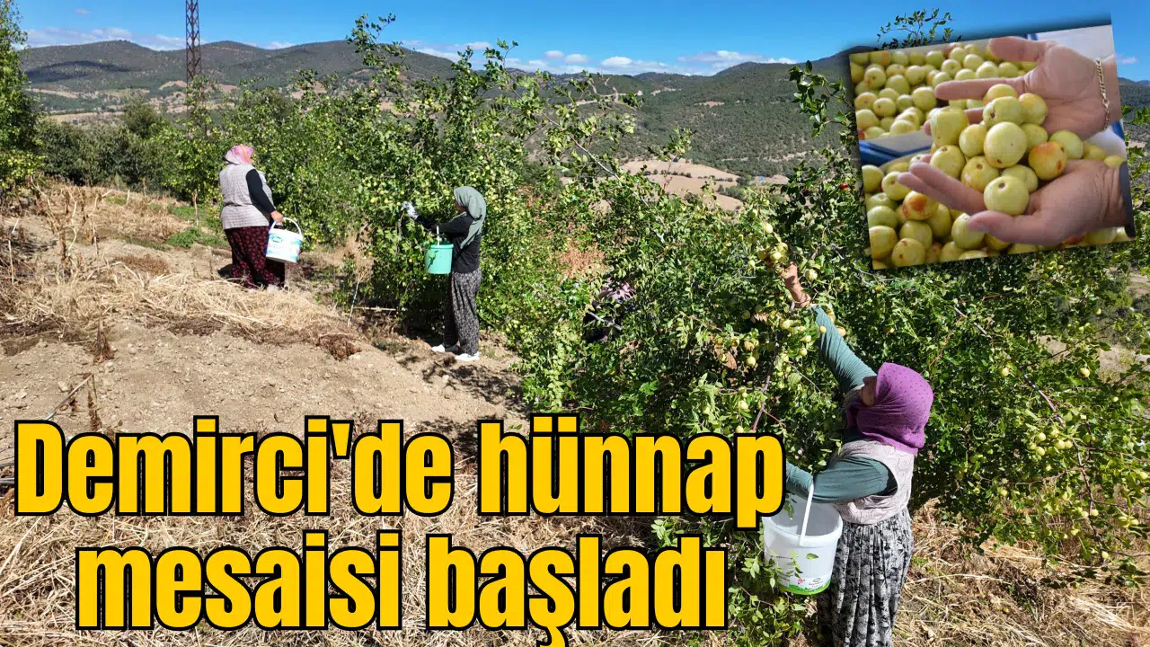 Demirci'de hünnap mesaisi başladı