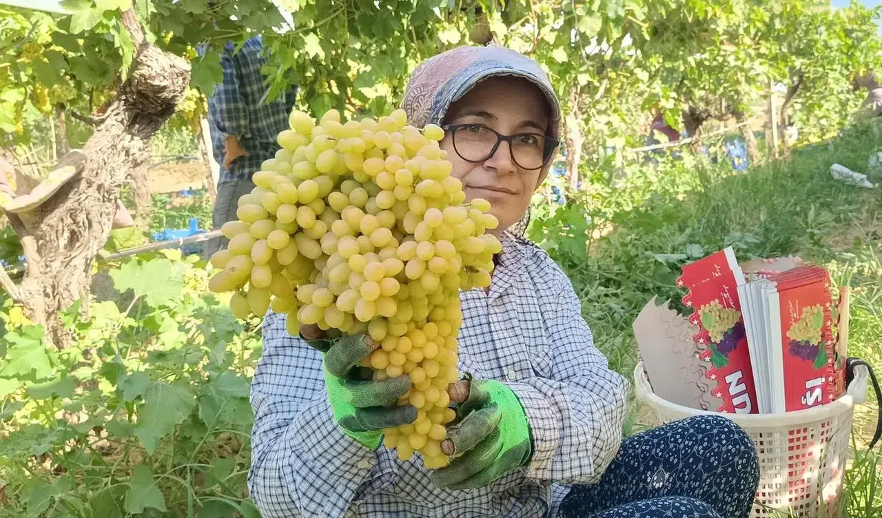 Üzüm üreticilerinin yüzü güldü