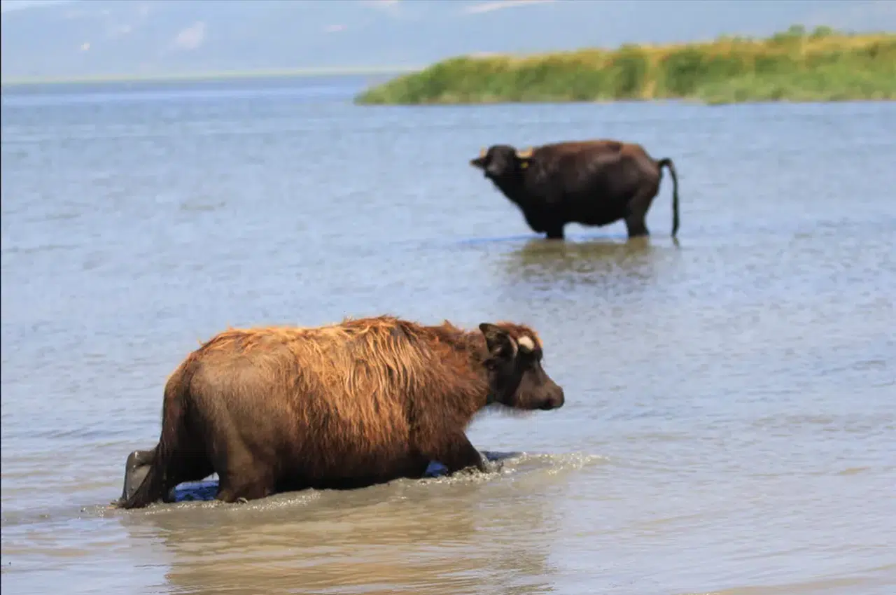 Manda nesli için tehlike çanları çalıyor