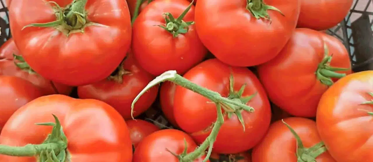Türkiye'nin AB tescilli domatesi en iyi domatesler listesine girdi