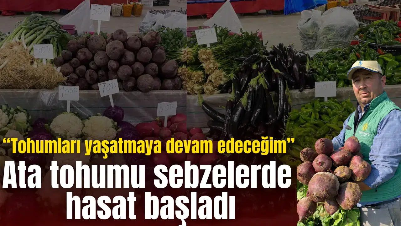 Ata tohumu sebzelerde hasat başladı