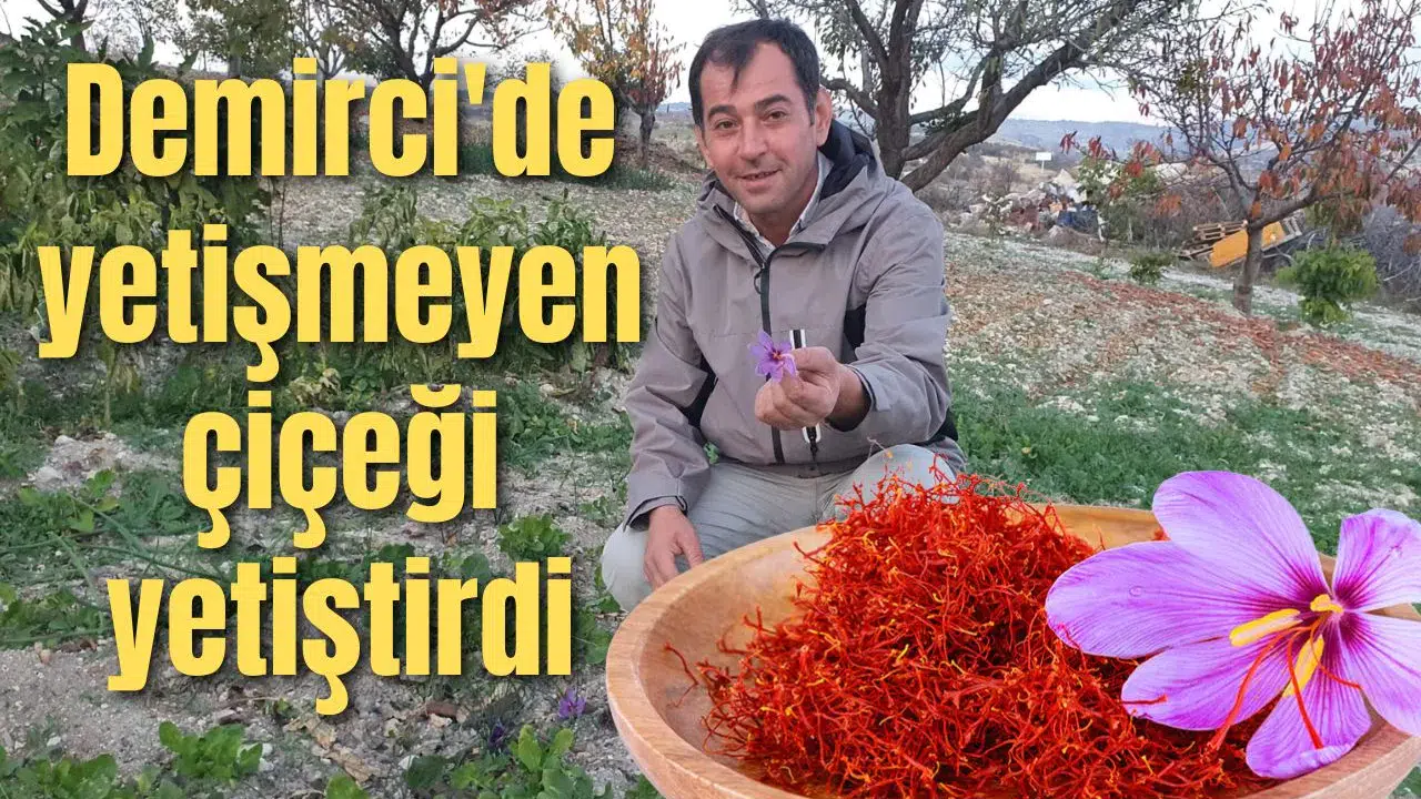 Demirci'de yetişmeyen çiçeği yetiştirdi