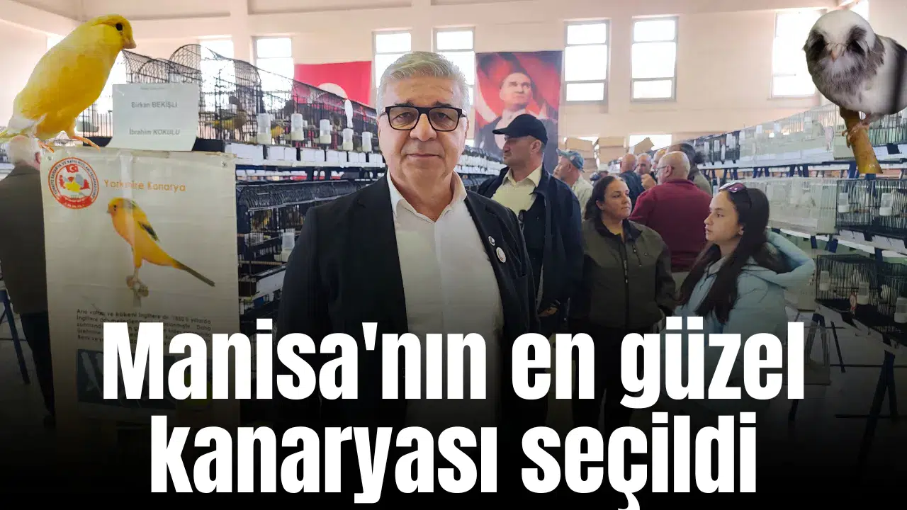 Manisa'nın en güzel kanaryası seçildi