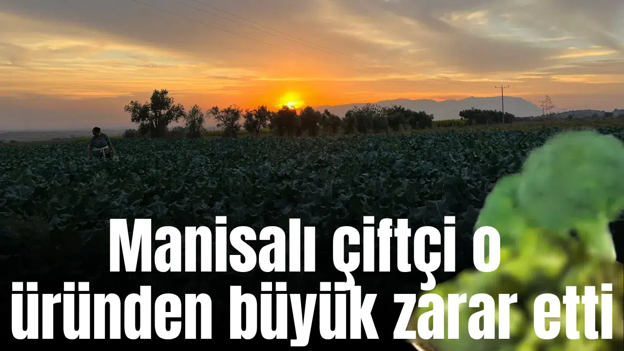Manisalı çiftçi o üründen büyük zarar etti