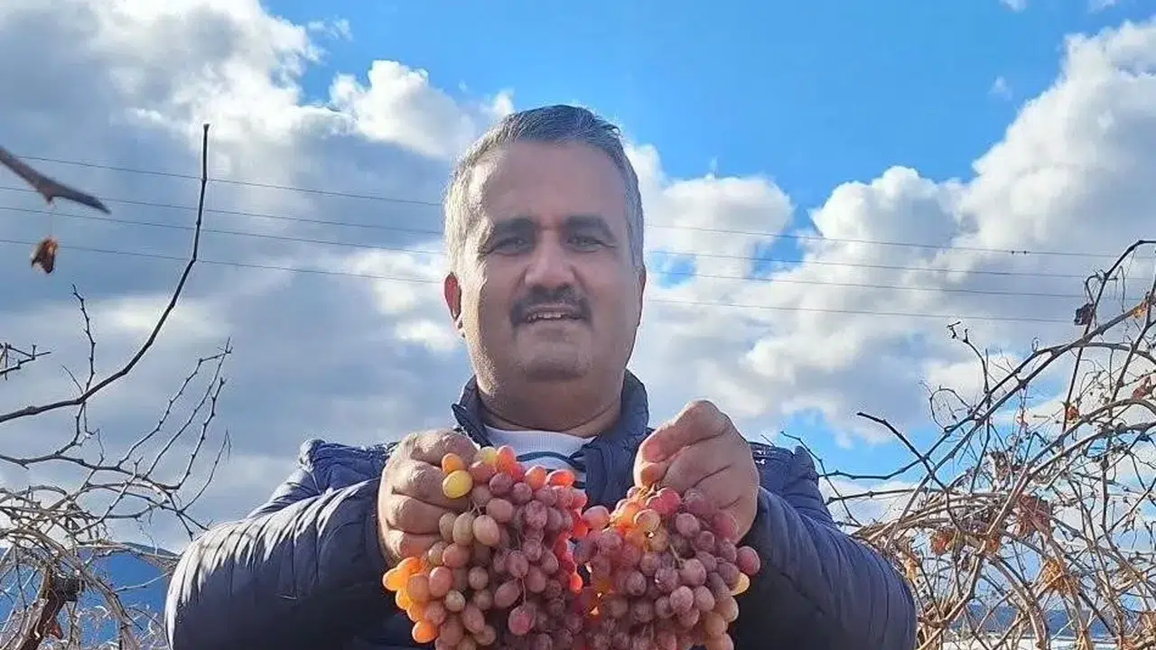 Manisa'da yetişen bu üzüm bir başka