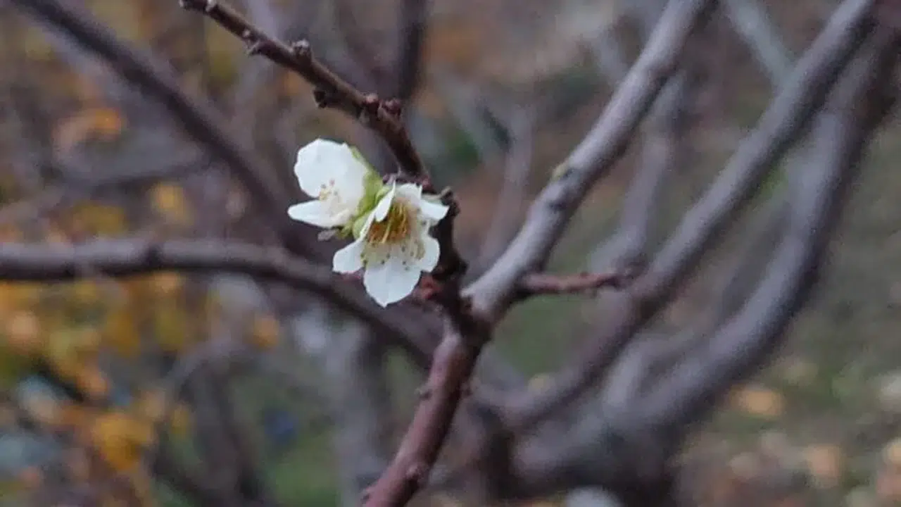 İnatçı erik zemheri soğuğunda çiçek açtı