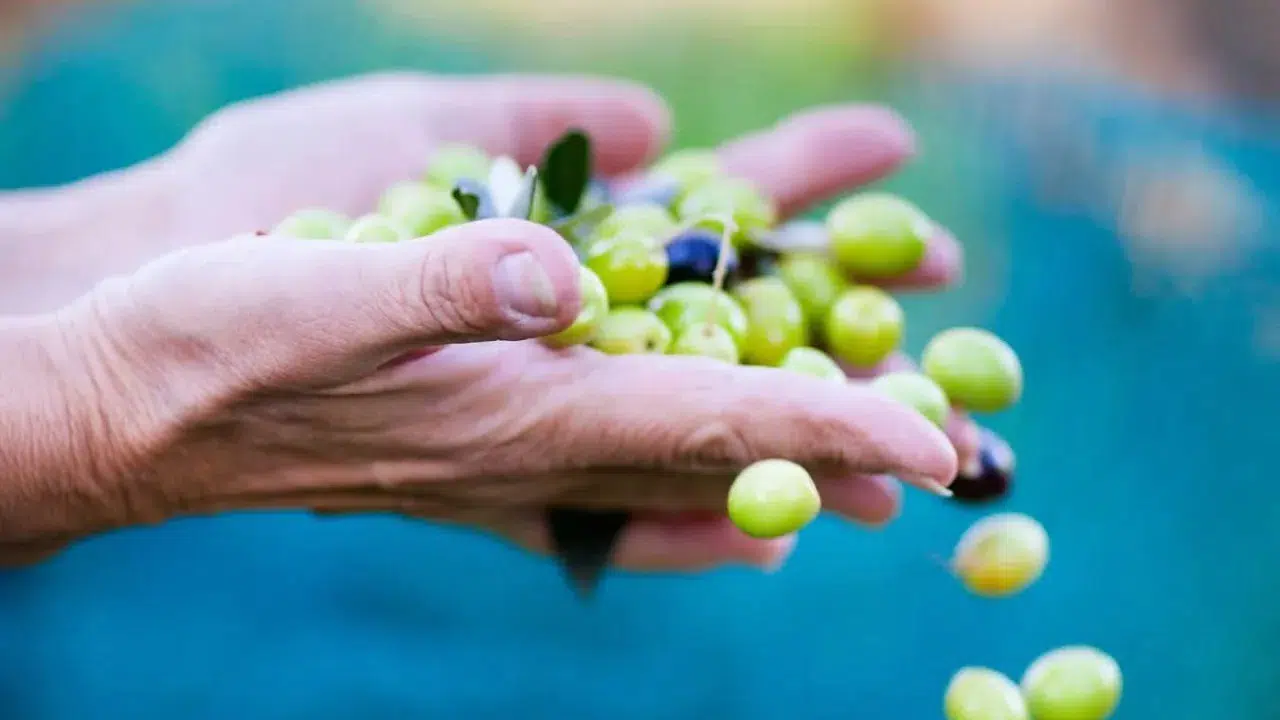 BİTKİSEL ÜRETİMDE BÜYÜK DÜŞÜŞ