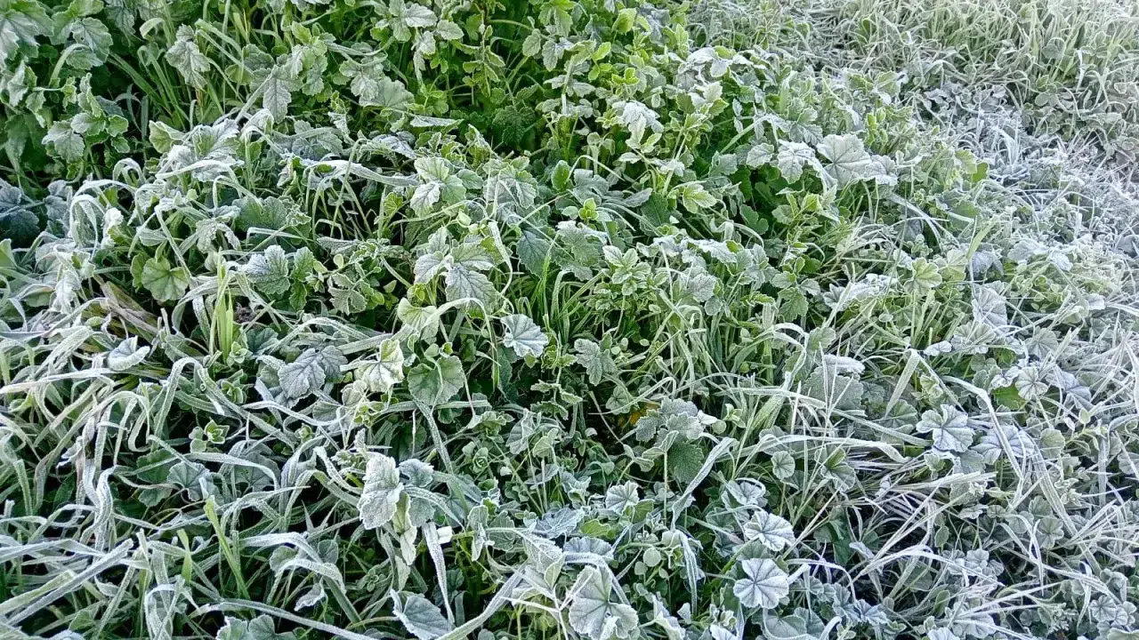 Meteorolojiden zirai don uyarısı
