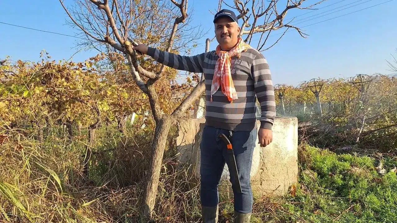 Manisalı çiftçisi soğuğa rağmen budağa devam ediyor