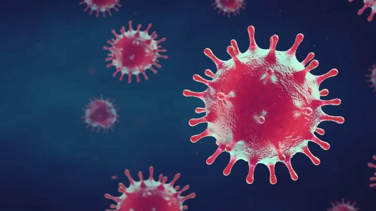 Nipah Virüsü Alarmı! Yeni Pandemi Kapıda mı? Belirtileri, Bulaşma Yolları ve Türkiye’deki Son Durum