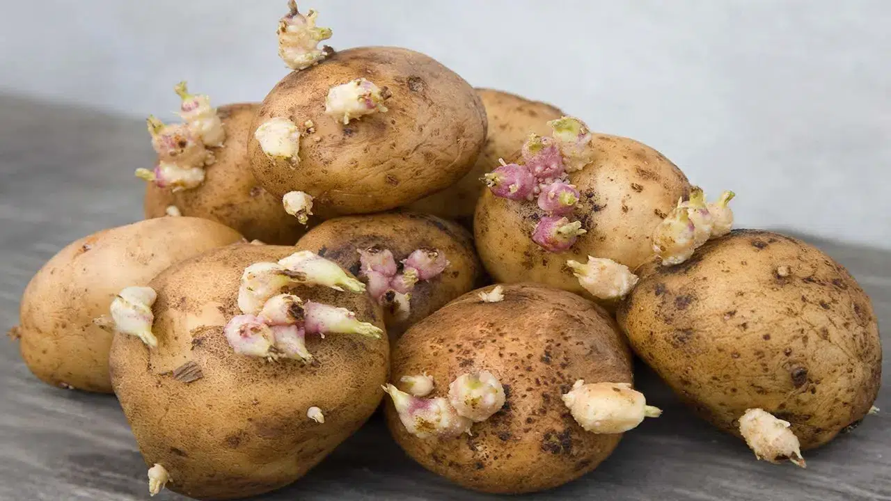 Patatesler neden hızla filizleniyor? Meğer çözümü bu meyveymiş!